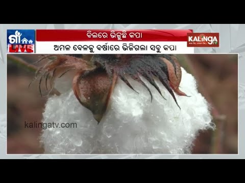 Balangir: Untimely rain poses a threat of crop loss over the cotton farmers | Kalinga TV