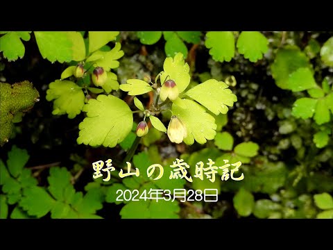 野山の歳時記　早春に咲く小さな花たち　2024年3月28日