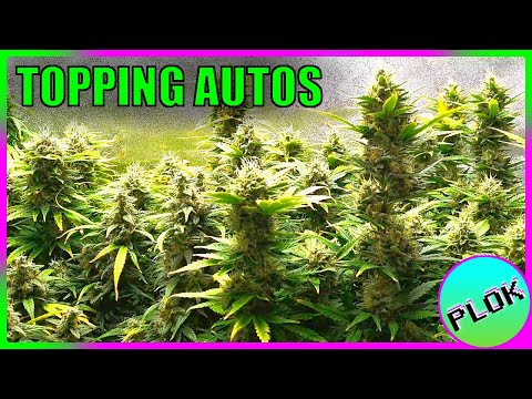 Autoflowers Topped TWICE & SCROG Trained! - Auto Flower Experiment 2.0: Harvest Time!