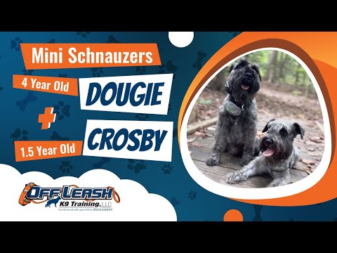 Dougie & Crosby | Mini Schnauzer | Best Dog Trainers in Alexandria  Va. | Off Leash K9 Training