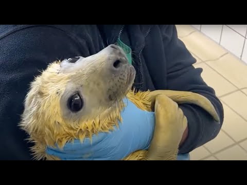 Feeding and belly button check of grey seals 🦭