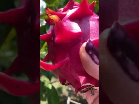 Harvesting dragonfruit #dragonfruit #harvesting #video #trend #shorts #antioxidants