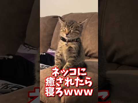 ネッコの動画で癒されたら寝ろｗｗｗ　#2ch #2ch動物スレ #2ch面白いスレ #動物 #犬 #猫 #癒やし #ねこ