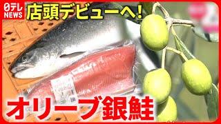 【新たな特産品】臭みのない味！"オリーブ銀鮭"店頭デビューへ　宮城　NNNセレクション