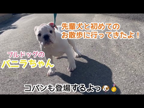 【ブルドッグ】バニラちゃん先輩犬たちとお散歩に行ってきました！コパンも少し登場します！【概要欄に新しいHPのURL貼ってます✨】