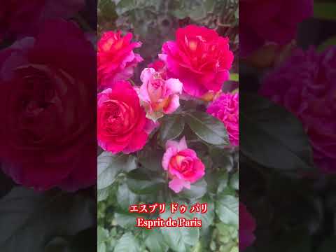 【２番花】エスプリドゥパリの音声付きで紹介です#short #ローズガーデン #gardenflowers #flowers #rose #shorts