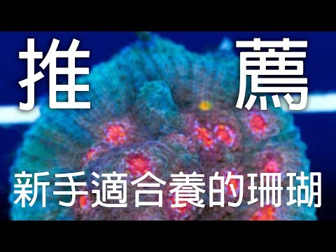 [水族系列ep5] 水族教學 | 推薦新手適合的十種珊瑚『ＣＣ字幕』Top 10 corals for beginner