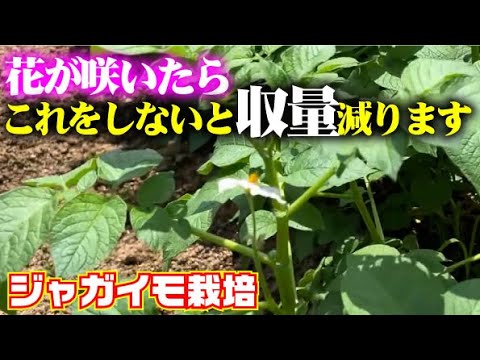 【ジャガイモのお花は楽しむべからず】美味しいジャガイモをたくさん収穫する方法【男爵】【メークイン】【キタアカリ】【デストロイヤー・グラウンドペチカ】