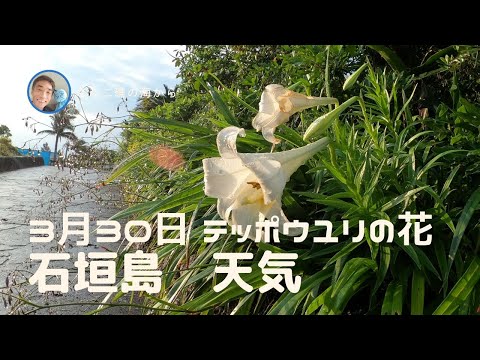 【石垣島天気】3月30日8時ごろ。15秒でわかる今日の石垣島の様子。