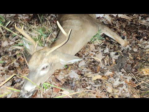 Deer Hunting South Carolina 2023 | Ep. 3 | PUBLIC LAND | Tracking and Hunting