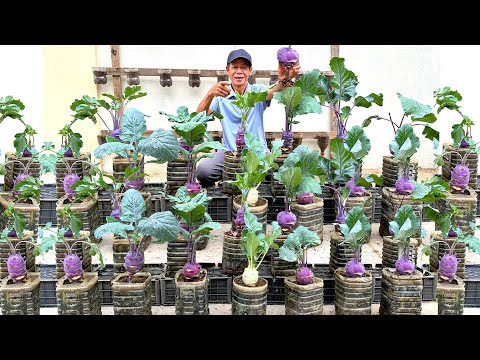 Super Creative, Recycling Plastic Bottles Growing Vegetables Has Never Been So Easy