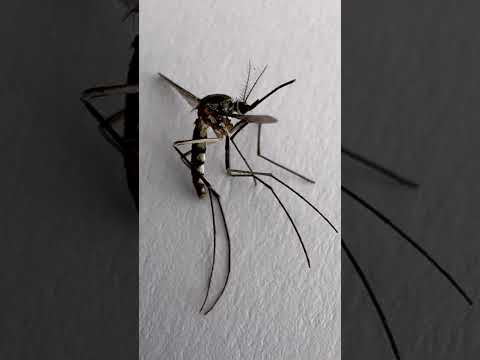 Aedes mosquito through a macro camera