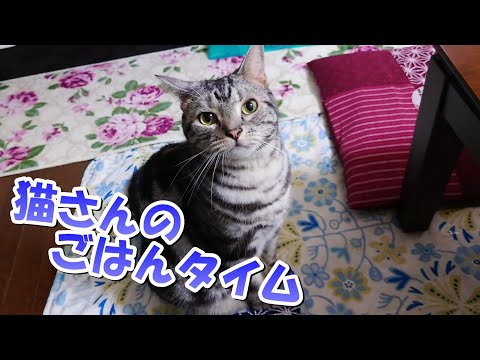 猫さんのごはんの時間（アメリカンショートヘア）