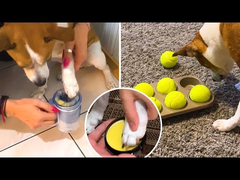 In winter and fall, my dog has dirty paws after a walk. I made this dog paw cleaner by myself!