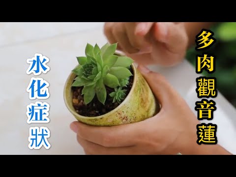 【天天小花農】多肉觀音蓮出現水化病症，別拖延，趕緊進行處理！