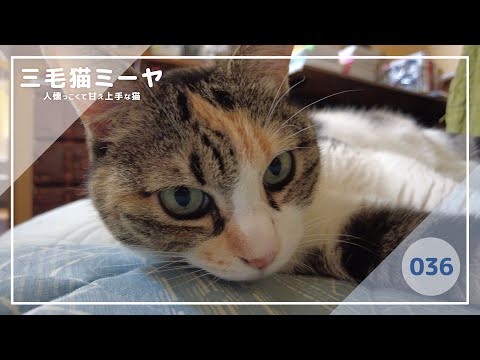 【猫好き必見！癒しの三毛猫動画】すべては遊ぶために生み出されたポージング♪三毛猫ミーヤちゃん