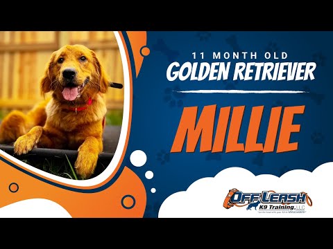 Golden Retriever, 11 Month Old, Millie | Best Dog Trainers Northern VA | Off Leash K9