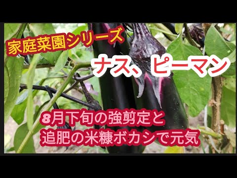 【夏野菜のナス、ピーマン】まだまだ元気に育っています【家庭菜園シリーズ】