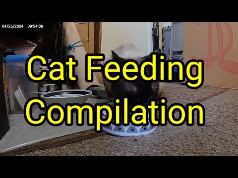 (1442) 🐈 Feeding Time Compilation