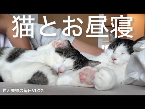 猫と夫婦の毎日VLOG#455 猫とお昼寝