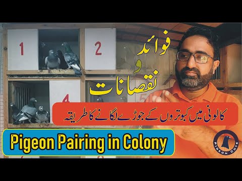 How to Manage Breeding Loft for Racing Pigeon In Colony | Pigeon Cote | Waleed Alam