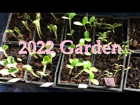 Our 2022 Garden Veggies are Sprouting | Apple Tree Fungus | Garden Area needs to be weeded 😱