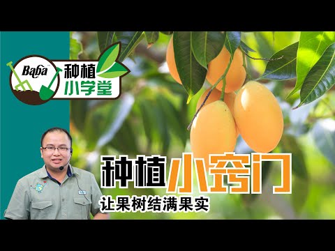 【Baba种植小学堂】除了氮磷钾肥，果树还需要钙肥！自制有机钙肥只需要两种材料，超级简单高效！| 果树有机肥料