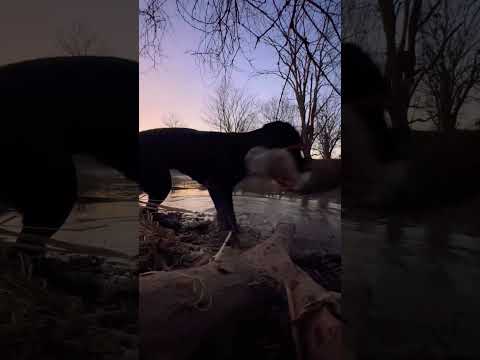 Sometimes you just cant reload fast enough. 🦆 #waterfowl #duckhunt #duckhunting #labrador