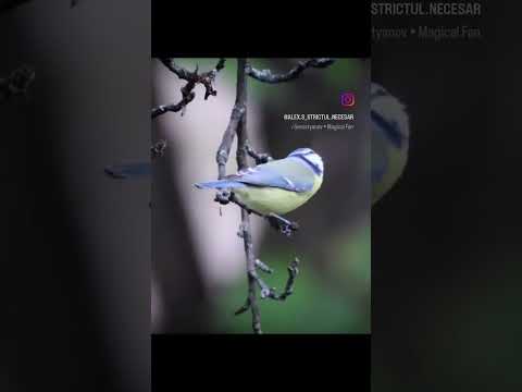 blue tit - the little acrobat