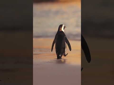 Penguin Sneezes: The Coolest Way to Filter Saltwater #penguin #funny #shorts #science #english