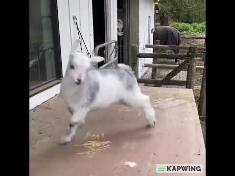 Funny Animals Videos | Cute animals Videos | #shorts #shortsfeed