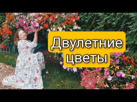 ДВУЛЕТНИЕ ЦВЕТЫ КОТОРЫЕ ПОРА БЫЛО СЕЯТЬ УЖЕ ВЧЕРА | КАК ДВУЛЕТНИЕ ЦВЕТЫ ПРЕВРАТИТЬ В МНОГОЛЕТНИЕ