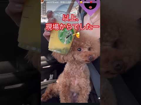 現場報告するトイプードル #dog #トイプードル #ティーカッププードル #スタバ 新作