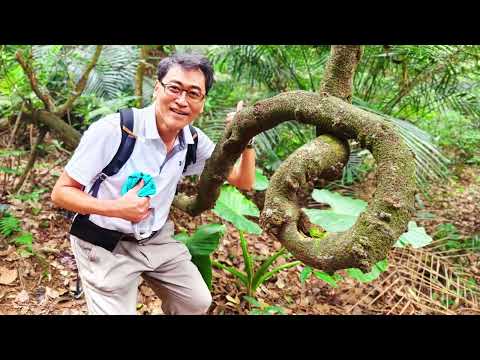 新竹獅頭山群山行 4K