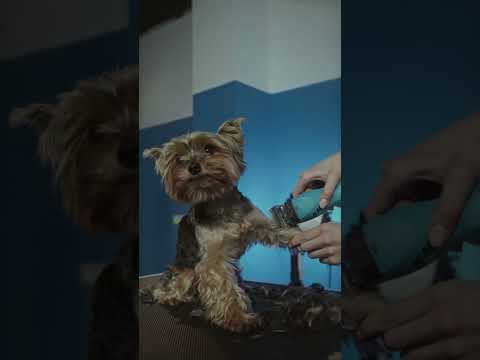 cute dog videos/ Cute dog trimming #puppy #cutedog #shorts #dogs