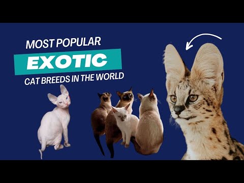 These Exotic Cats are SO WEIRD, You'll Fall in Love (Instantly)!