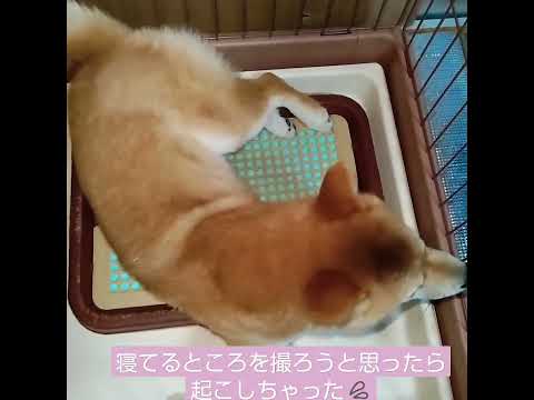 寝てるところを撮ろうと思ったら起こしちゃった💦#柴犬のいる暮らし  #柴犬  #豆柴のいる暮らし  #豆柴  shorts