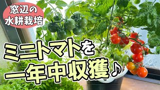 Grow in your room even in winter and harvest many times 🍅Hydroponic cultivation of cherry tomatoes♪