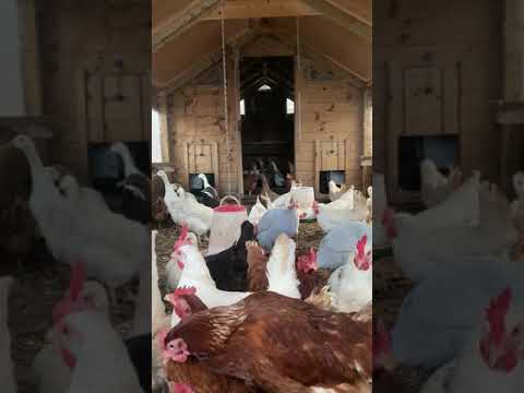 Live 🔴 in the chicken house. Can you spot the Guinea fowl? 😊 #chickens #farmlife #guineafowl