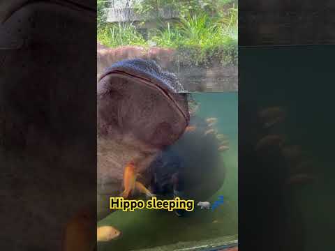 有看過睡覺這麼奇葩的河馬嘛😹🦛😴還有魚在幫忙做spa#sleep #hippo #shorts #short #fyp #taiwan