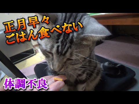 元旦なのに猫がごはん食べずに嘔吐（アメリカンショートヘア）