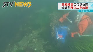 【赤潮】北海道・えりも町　深刻な赤潮被害からの回復を願って　エゾバフンウニの稚ウニ放流