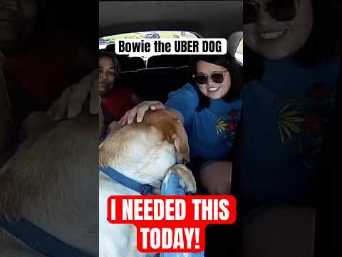 Bowie the Uber Dog loves meeting new people!