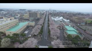 空撮 青森県 十和田市 官庁街通りの桜 2015年