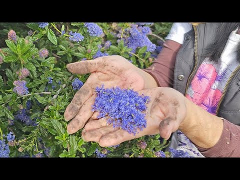 Grow Your Very Own "SOAP BUSH" Plant And Never Buy Hand Soap Again!