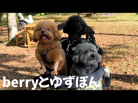 【神回】自分の犬より可愛いと思える他人の犬