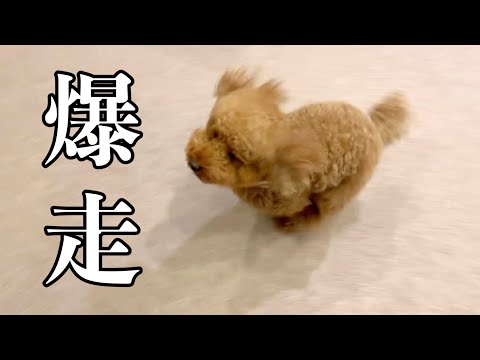 懐かない犬が飼い主の事を好きになる瞬間。【トイプードル】