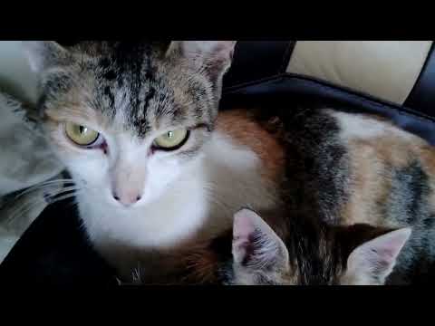 CUTE CATS|BABY CATS|AMAZING VIDEO