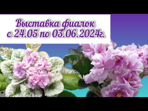 Выставка фиалок "Здравствуй, лето -2024" в московском Доме ФИАЛКИ #выставкафиалок #домфиалки #violet