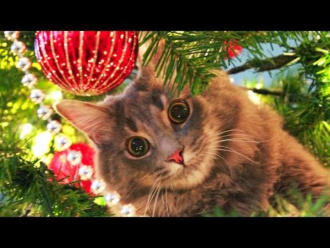 Cats Love Christmas Trees Compilation NEW